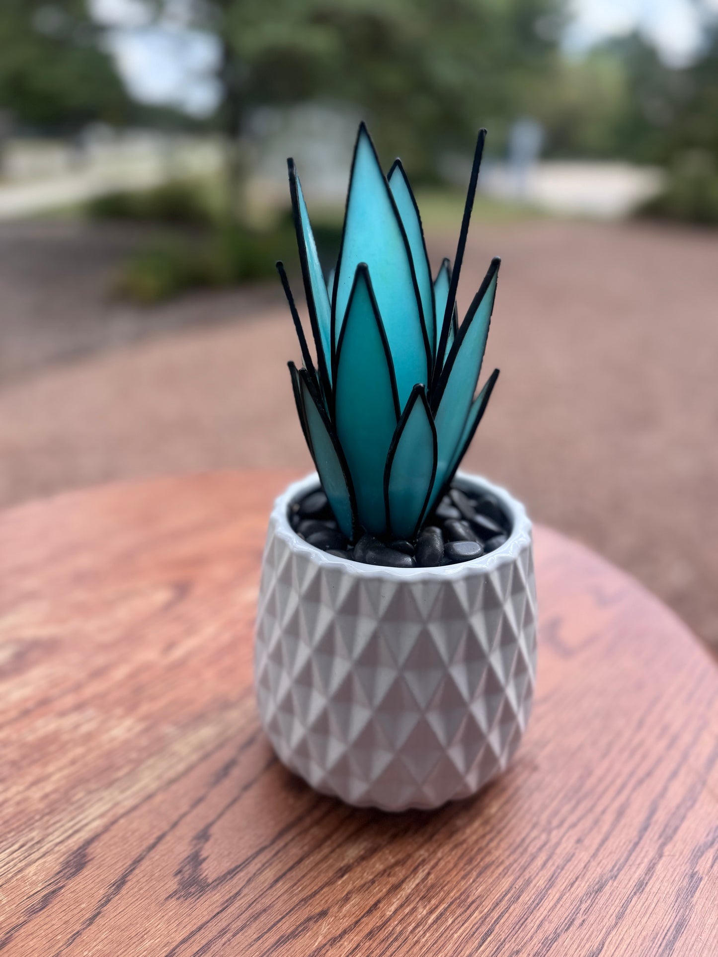 Solstice Agave
