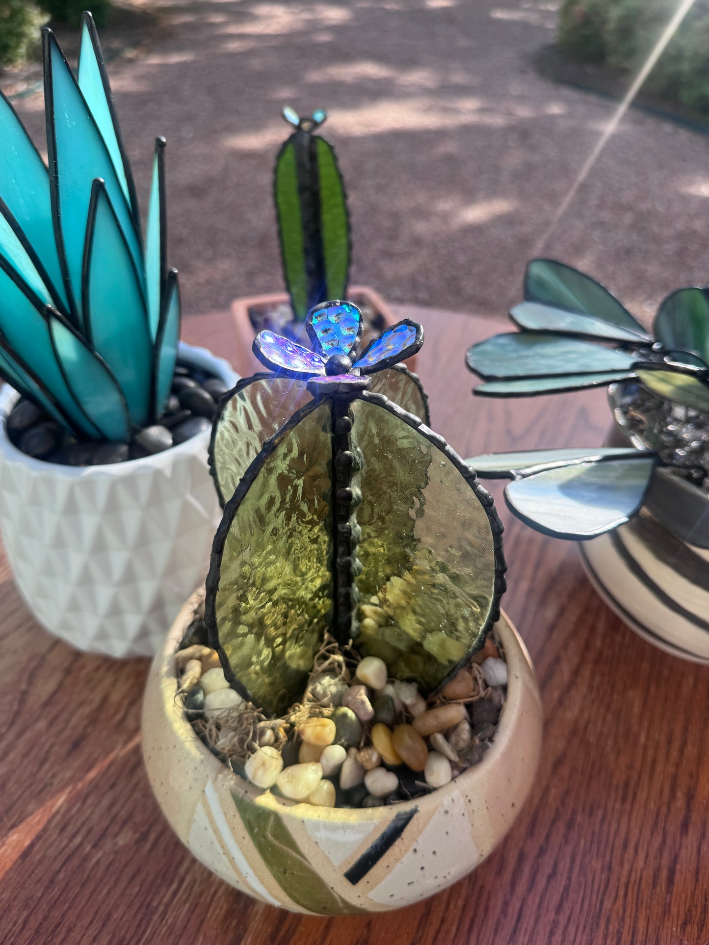 Desert Bloom Cacti