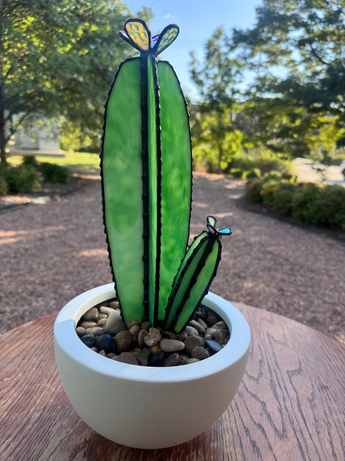 Decorative cactus plant in a pot on a wooden surface with a blurred outdoor background