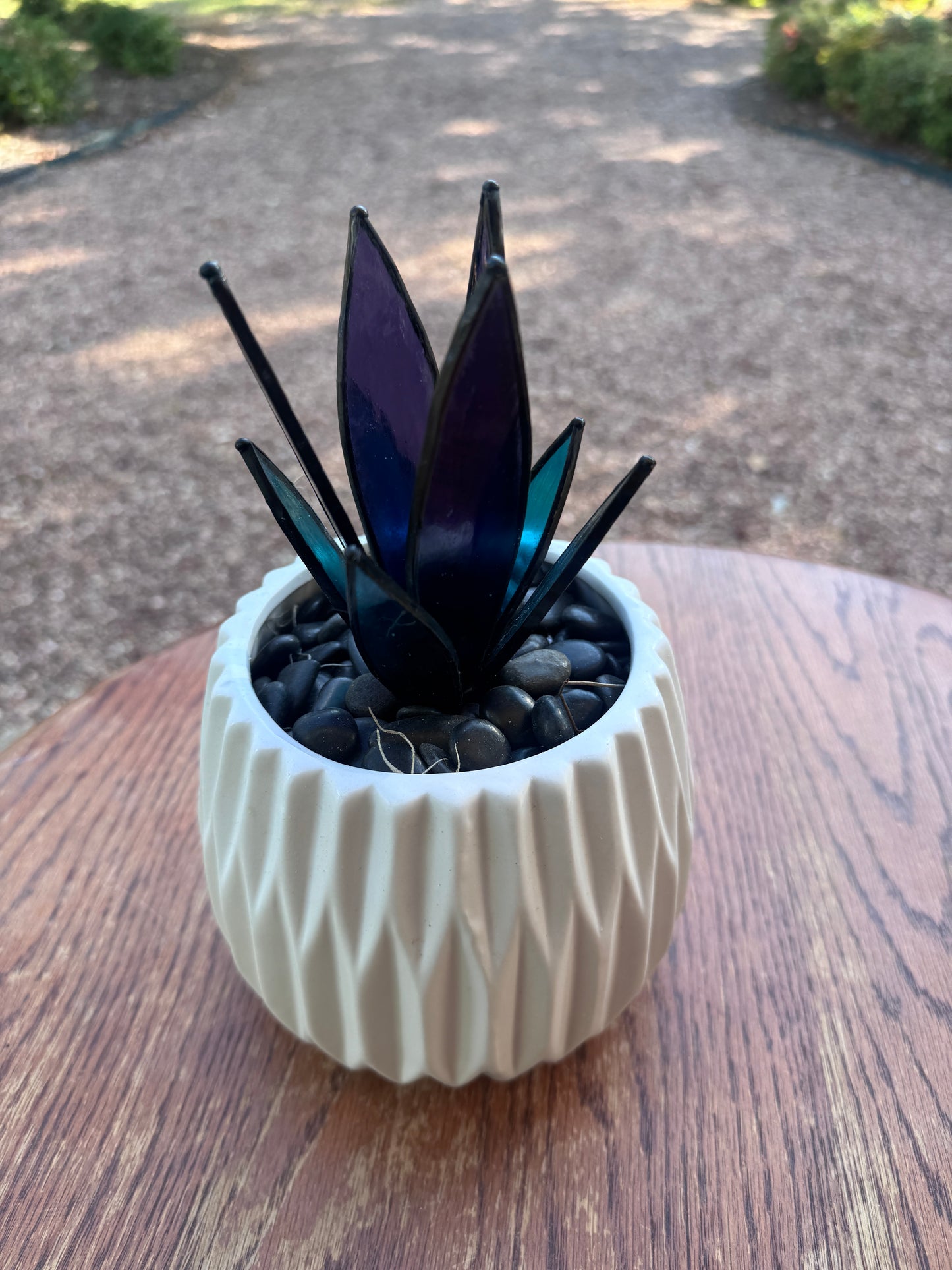 Midnight Agave Succulent