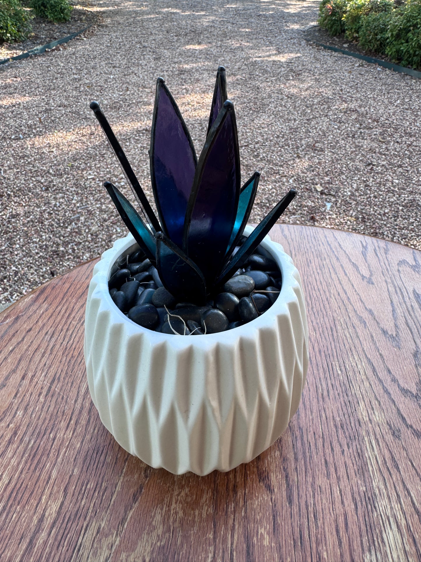 Midnight Agave Succulent
