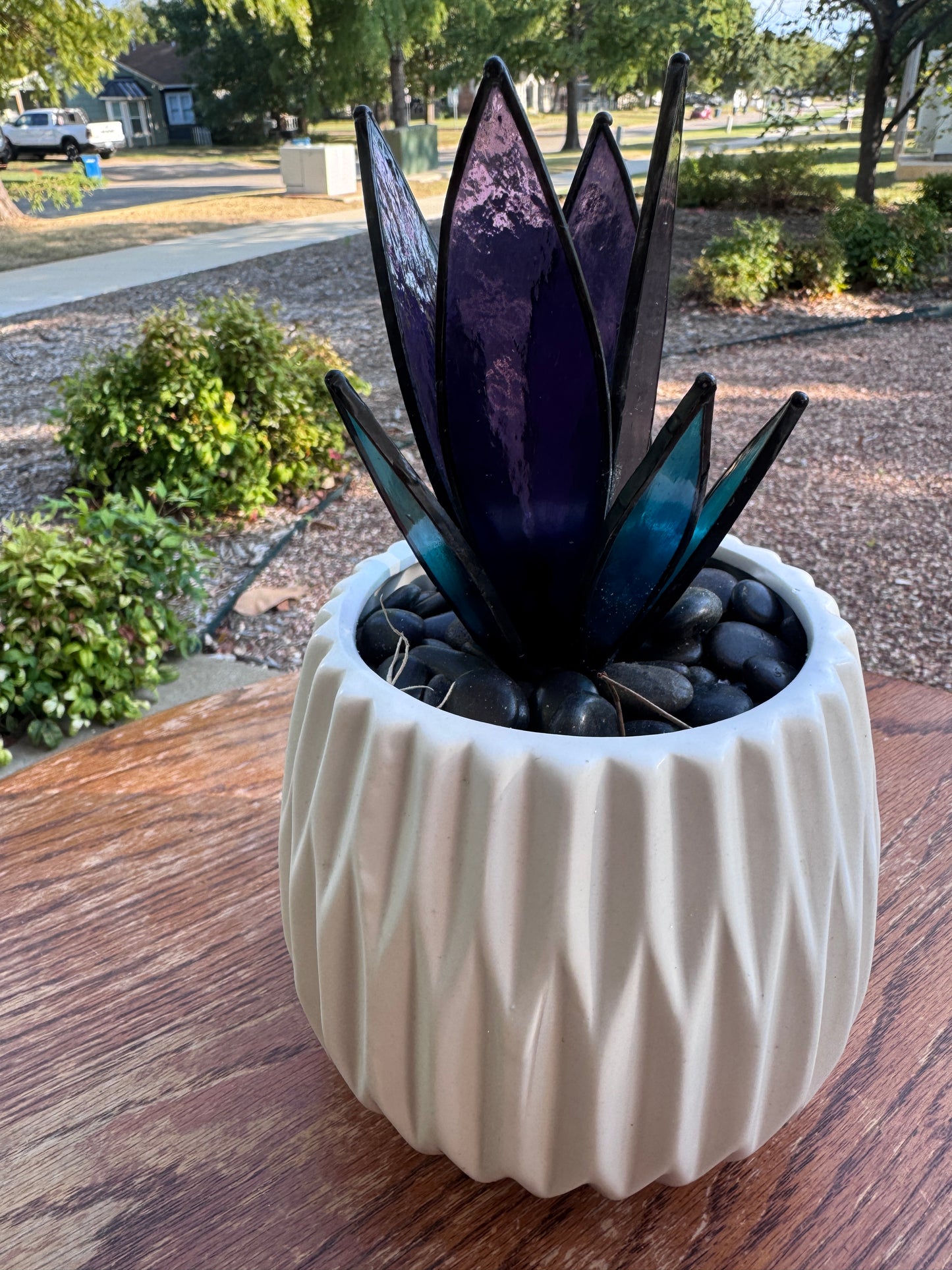 Midnight Agave Succulent