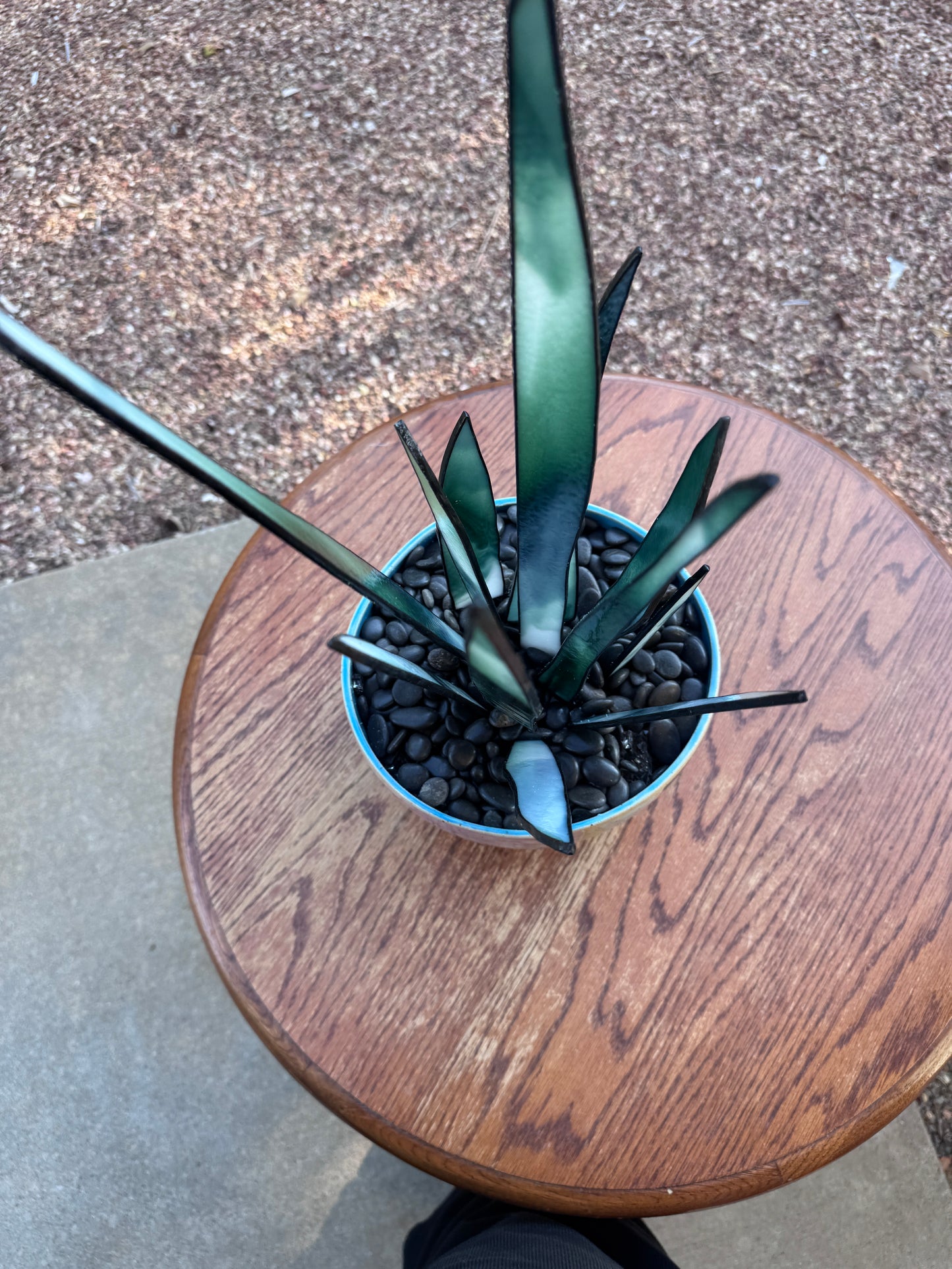 Verdant Snake Plant