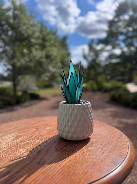 Solstice Agave
