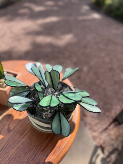 Glassleaf Philodendron