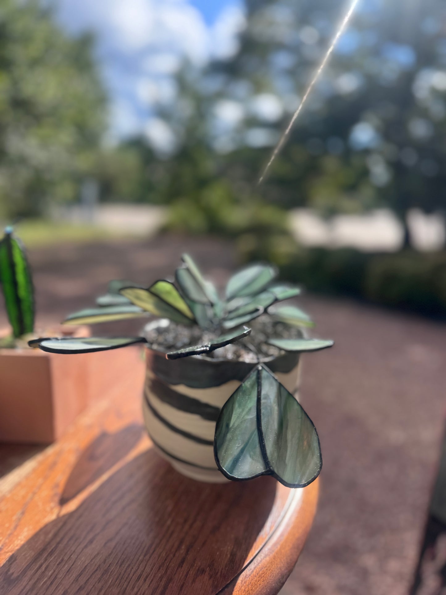 Glassleaf Philodendron