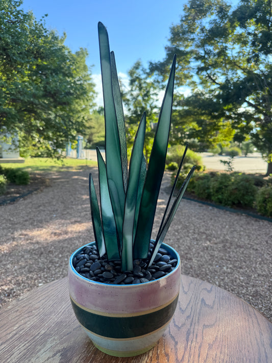 Verdant Snake Plant
