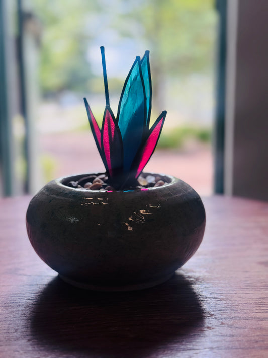 Desert Jewel  - Agave Sucullent