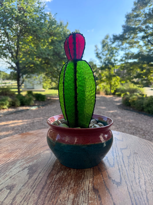 Ruby Crown Cactus