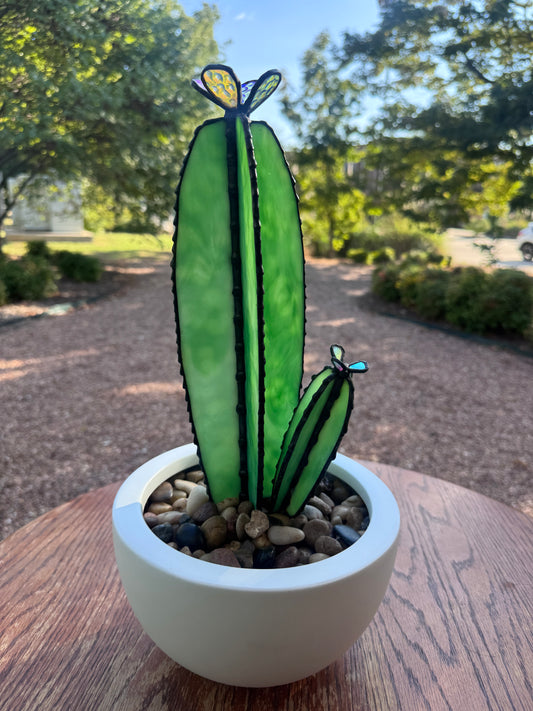 Blooming Cacti