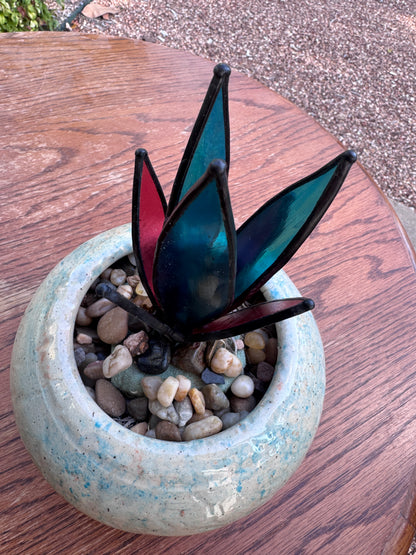 Desert Jewel  - Agave Sucullent
