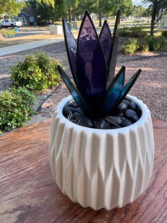 Midnight Agave Succulent