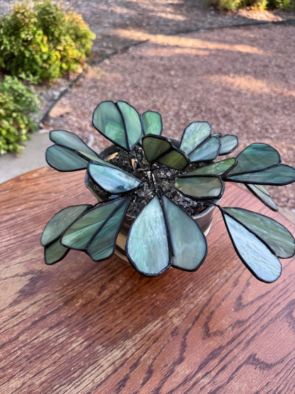 Glassleaf Philodendron