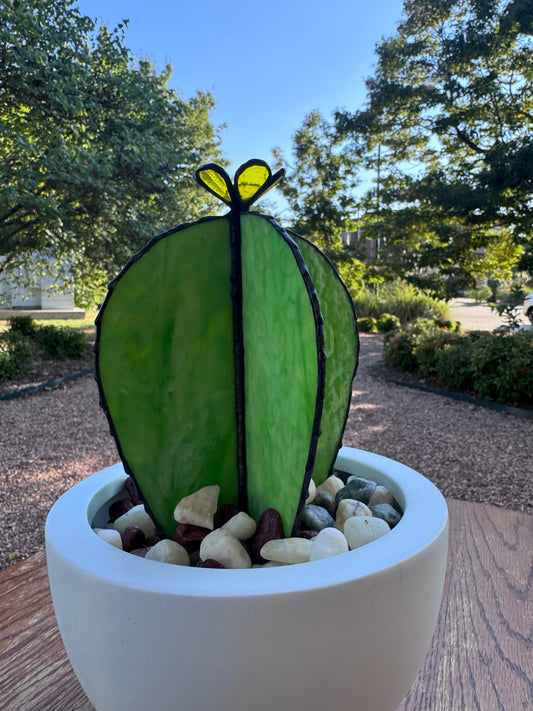 Golden Bloom Cactus