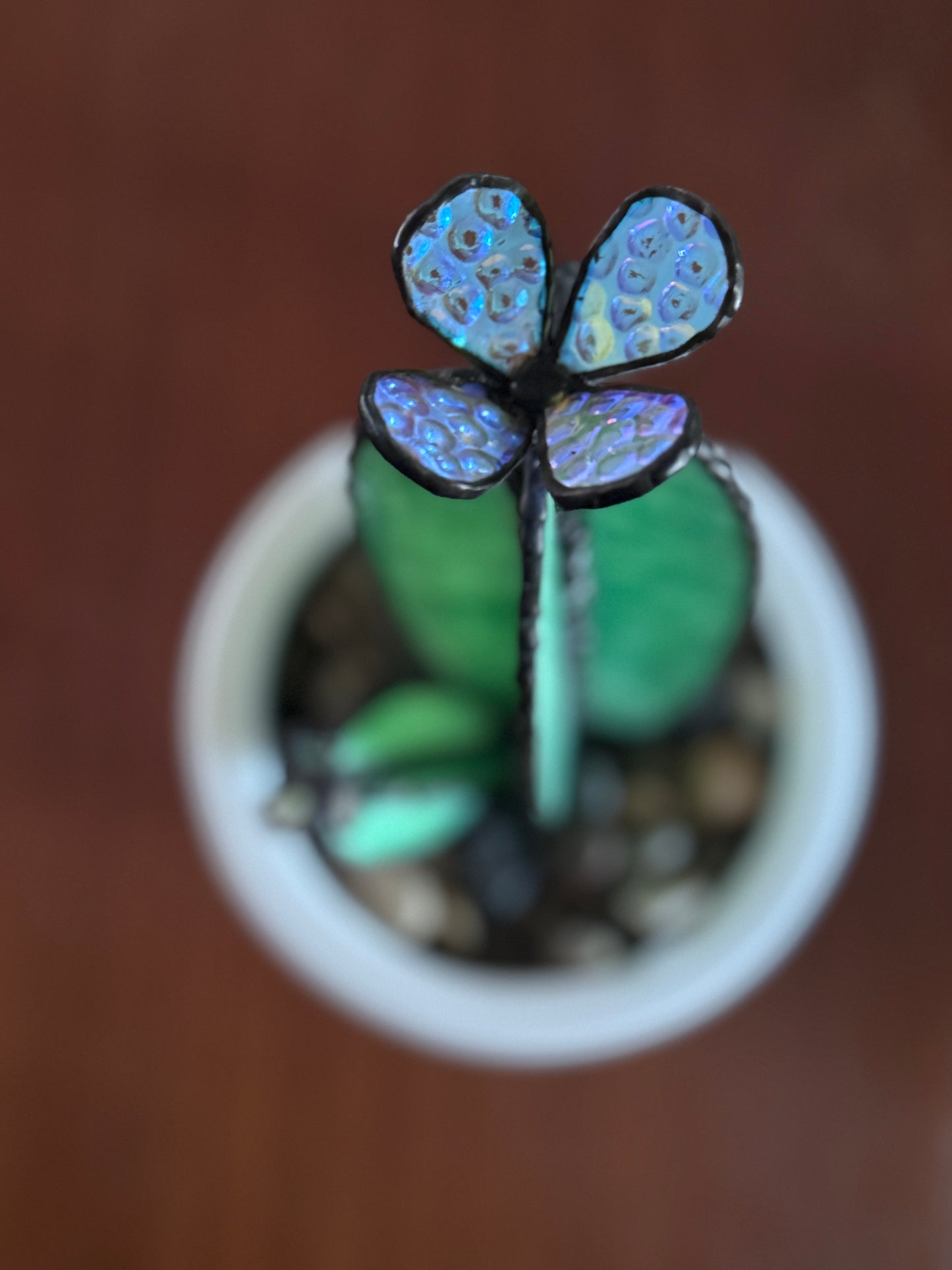Sonoran Bloom Cactus